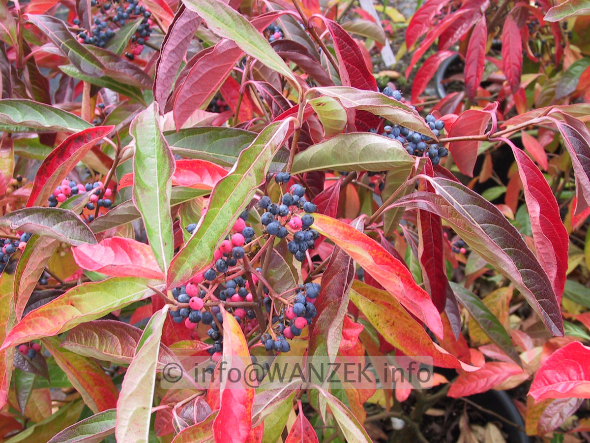 Viburnum nudum Pink Beauty 05.JPG